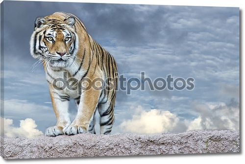 сибирский тигр, готовый напасть на рассмотрение Вас
