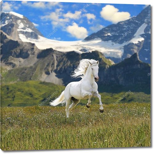 Белая лошадь в долине