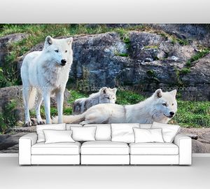 Семья арктических волков