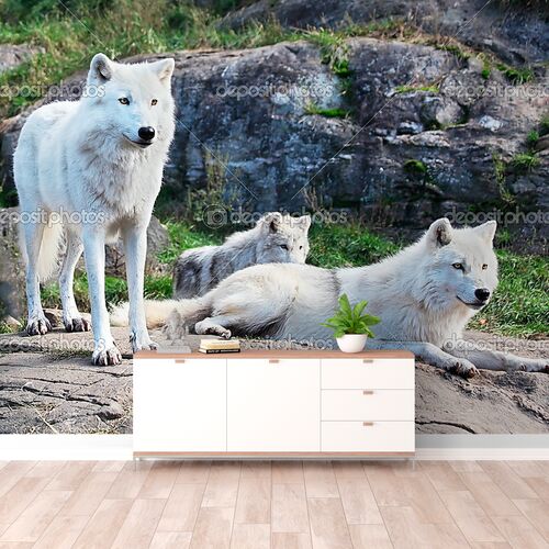 Семья арктических волков