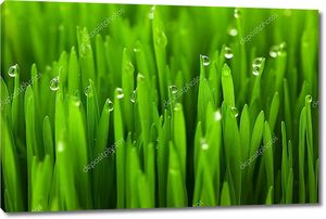 Свежая зеленая трава с каплями росы
