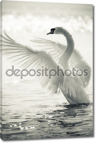 Изящные лебеди на озере в черный и белый