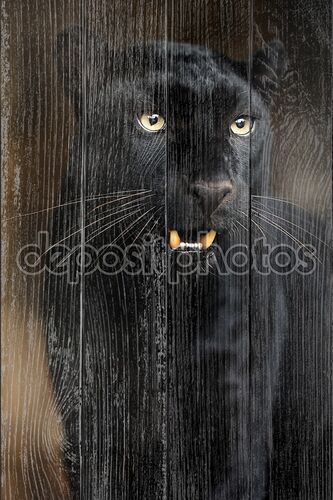 Молодая черная пантера