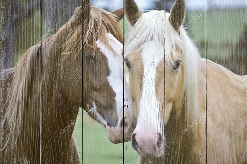 Крупным планом две лошади, любящих друг друга