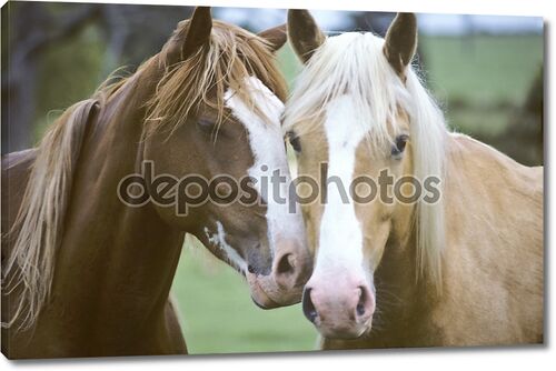 Крупным планом две лошади, любящих друг друга