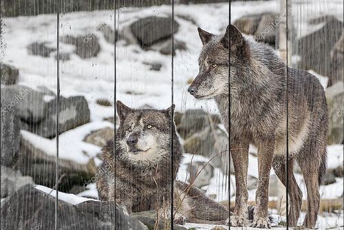 Пара волков на снегу