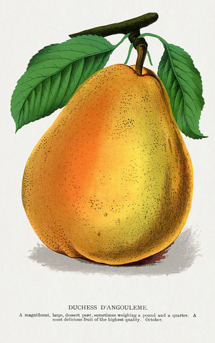 Пузатая груша - иллюстрация из Ботанической Энциклопедии