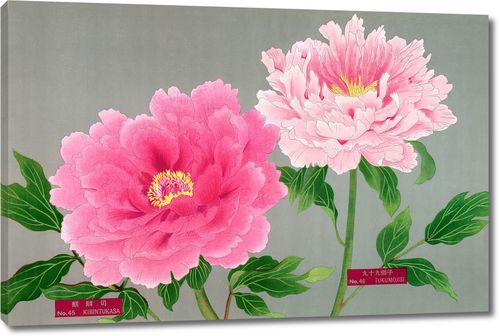 Два розовых пиона из Книги пионов префектуры Ниигата, Япония