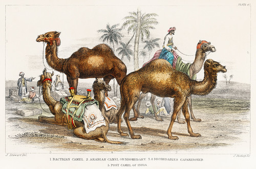 Верблюды из Истории земли и живой природы Оливера Голдсмита