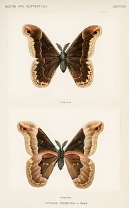 Шелкопряд Прометея - самец из коллекции мотыльков и бабочек Соединенных Штатов Шермана Дентона