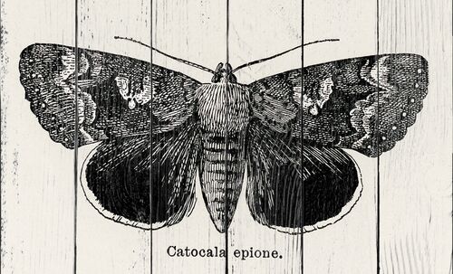 Эпиона подкрыльевая из коллекции мотыльков и бабочек Соединенных Штатов Шермана Дентона