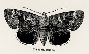 Эпиона подкрыльевая из коллекции мотыльков и бабочек Соединенных Штатов Шермана Дентона
