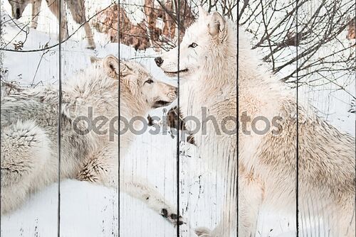 Волки в снежном лесу