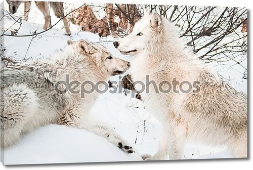 Волки в снежном лесу