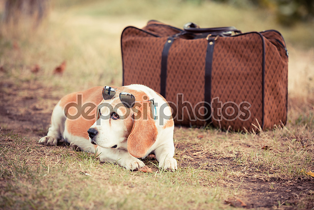 Собака с чемоданом. Путешествие с собакой. Животные в путешествии. Животные с чемоданом. Pet travel