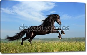 Красивый черный конь, играя на поле