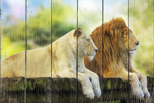 Лев и львица отдыхает