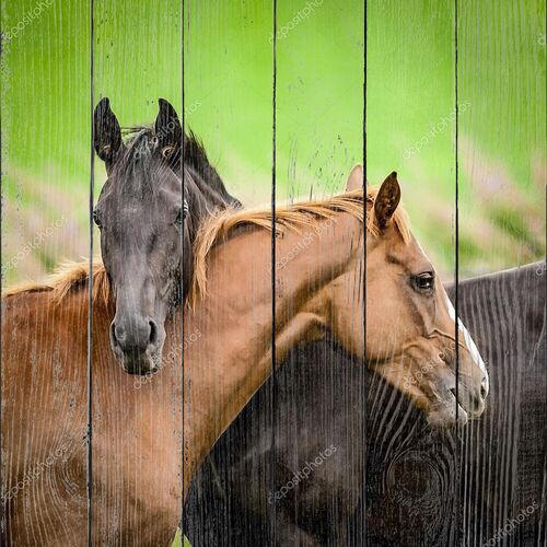 Две дружелюбные лошади