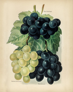 Винтажная иллюстрация винограда