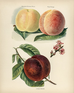 Винтажная иллюстрация персиков