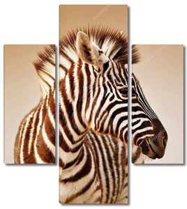 Портрет зебры в сепии