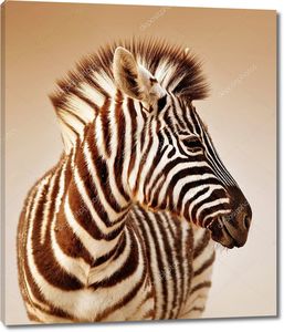 Портрет зебры в сепии
