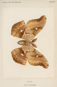 Мотылек Полифемус из коллекции мотыльков и бабочек Соединенных Штатов Шермана Дентона