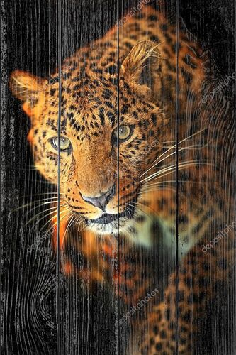 Леопарда портрет на черном фоне