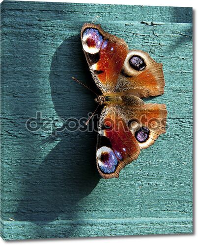 бабочки Европы Павлин