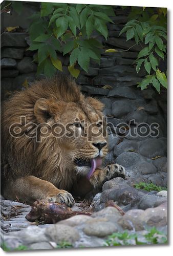 Остальная часть азиатского льва на фоне скалистых. лежа царь зверей, большой кошкой мира, облизывая лапу. наиболее опасные и могучий хищник мира. Дикая красота природы.