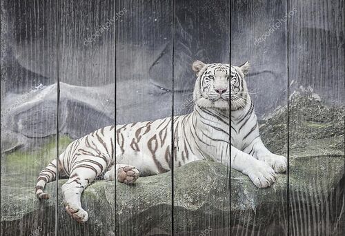 Белый тигр на камне