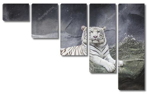Белый тигр на камне