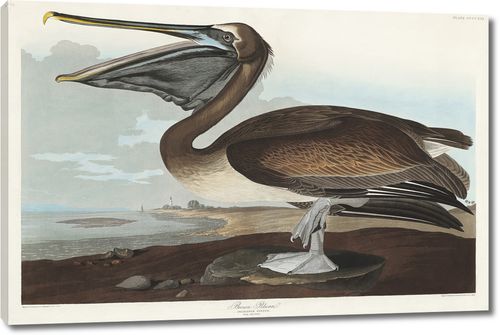Коричневый пеликан на одной ноге