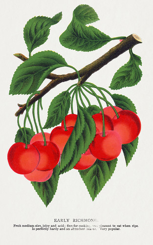 Плоды вишни - иллюстрация из Ботанической Энциклопедии