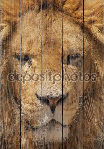крупным планом портрет Льва.