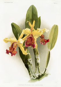 Из коллекции орхидей Райхенбахии XIX
