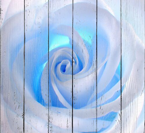 Бутон голубой розы крупно
