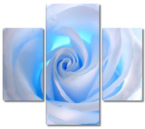 Бутон голубой розы крупно