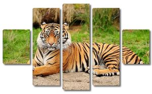 Портрет Королевского бенгальского тигра