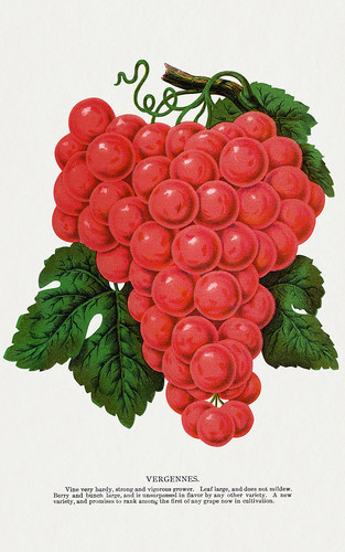 Красный виноград - иллюстрация из Ботанической Энциклопедии