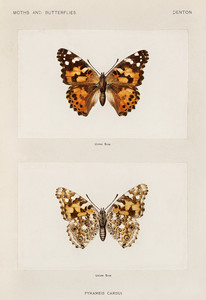 Нарисованная леди из коллекции мотыльков и бабочек Соединенных Штатов Шермана Дентона