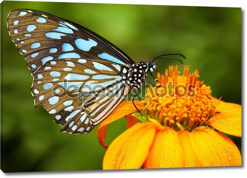 Голубая бабочка на желтом цветке