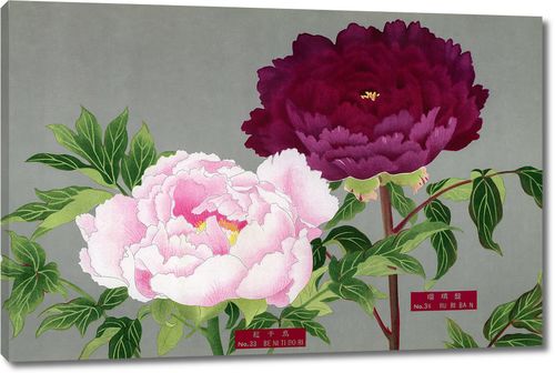 Цветы пиона в розовых и бордовых тонах из Книги пионов префектуры Ниигата, Япония