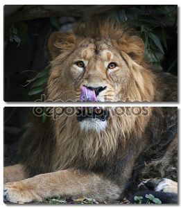 Азиатский лев с языком в его нос. площади изображения. Царь зверей, большой кошкой в мире, глядя прямо в камеру. наиболее опасные и могучий хищник мира.