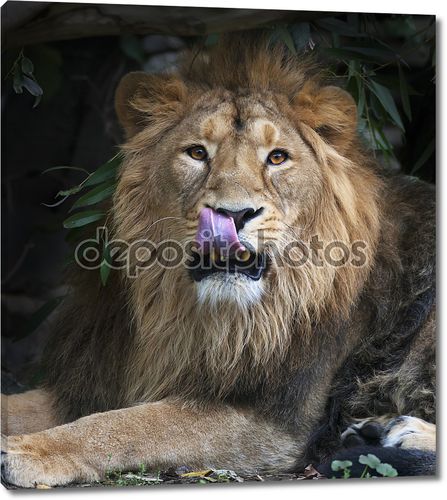Азиатский лев с языком в его нос. площади изображения. Царь зверей, большой кошкой в мире, глядя прямо в камеру. наиболее опасные и могучий хищник мира.