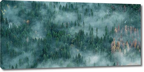 Туман окутал хвойный лес