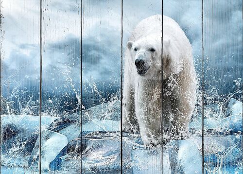Медведь на льду в каплях воды