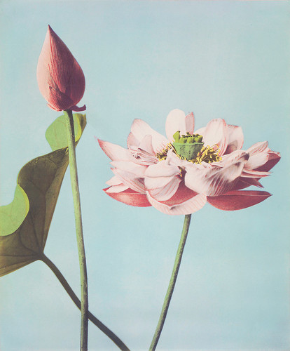 Коллотипия - цветок лотоса
