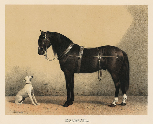 Орлофф (Лошадь Орлоффа) Эмиля Фолькерса (1880)