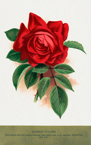 Алая роза - иллюстрация из Ботанической Энциклопедии